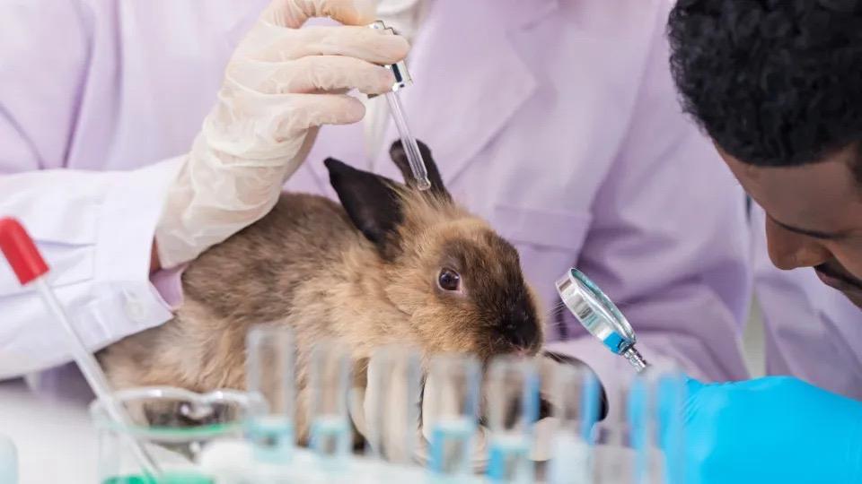 Lula sanciona lei que proíbe uso de animais vivos em testes laboratoriais
