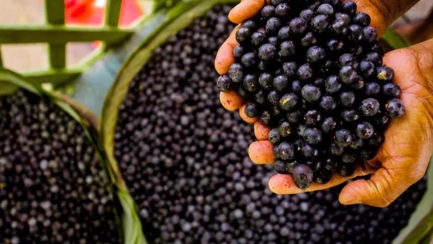 Lei federal reconhece o açaí como fruta nacional