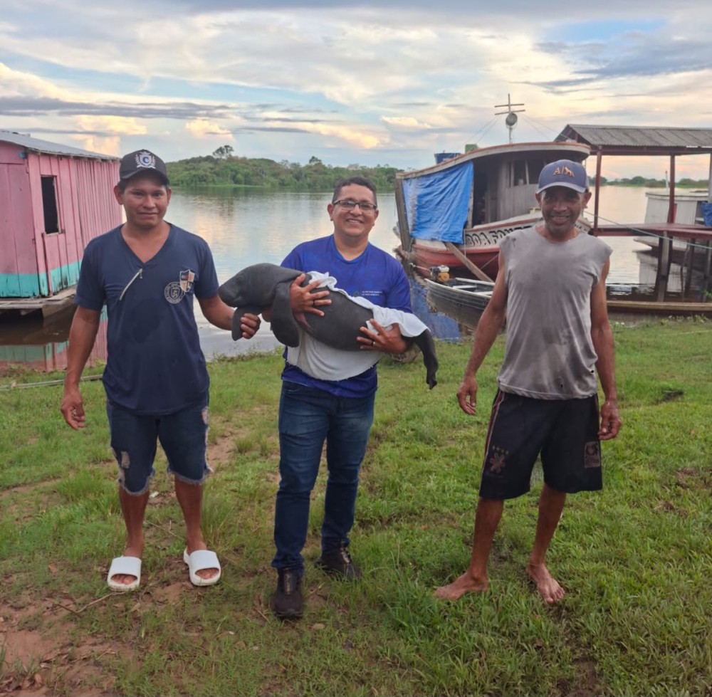 SEDEMA resgata filhote de peixe-boi encontrado por pescadores no Parananema